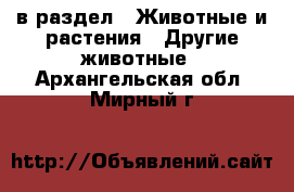  в раздел : Животные и растения » Другие животные . Архангельская обл.,Мирный г.
